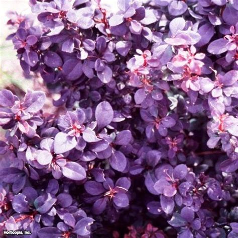 Барбарис 'Конкорд' / Berberis 'Concorde' - Ландшафтная компания Эдельвейс