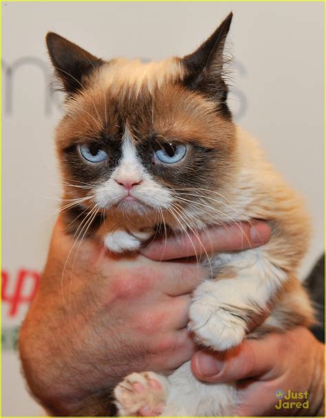 Internet Famous Feline Grumpy Cat Passes Away Photo 1236162 Photo