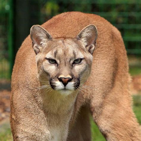 Pacozea Reportan El Avistamiento De Un Puma Con Dos Cr As