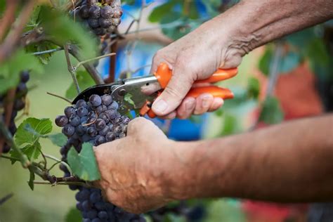 Cantina Produttori Di Ramuscello La Vendemmia Allinsegna Della