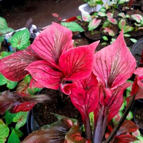 Jual Caladium Thai Series Red Kujang 1 3 Daun Tanaman Keladi Hias Murah