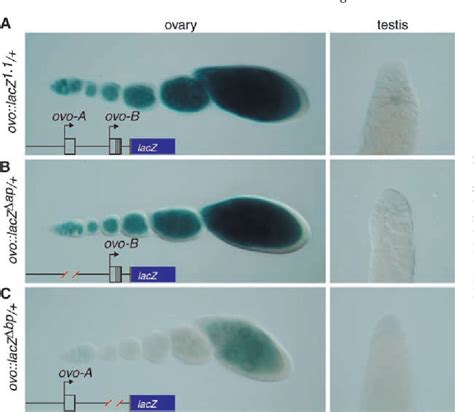Figure From Sex Determination Signals Control Ovo B Transcription In Drosophila Melanogaster