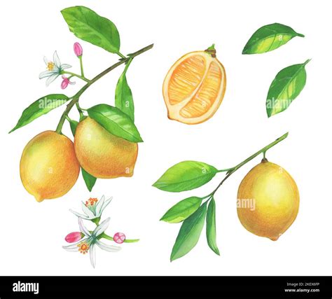 Set Of Watercolor Illustrations Of Lemons Hand Painted Tree Branch