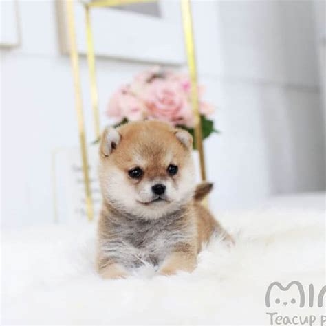 Pepe Teacup Male Shiba Inu Mini Teacup Puppies Inc