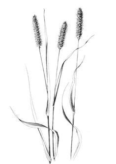 Pin on Цветы на белом фоне | Grass drawing, Plant sketches, Botanical art