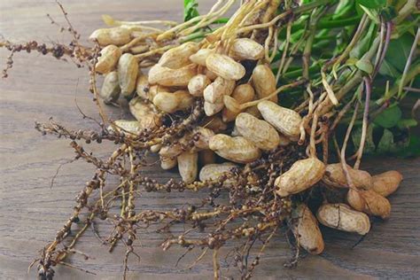 How To Grow Peanut Yates Australia