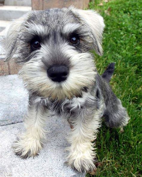 19 Reasons Why Schnauzers Are The Worst Dogs To Live With