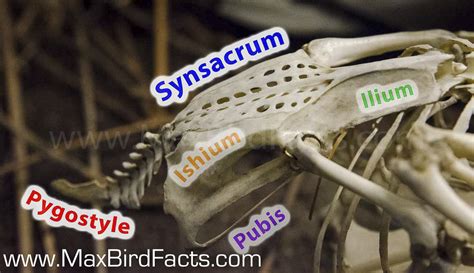 Why Are Bird Bones Hollow – Are Bird Bones Really That Strong? – Welcome to MaxBirdFacts.com!!!