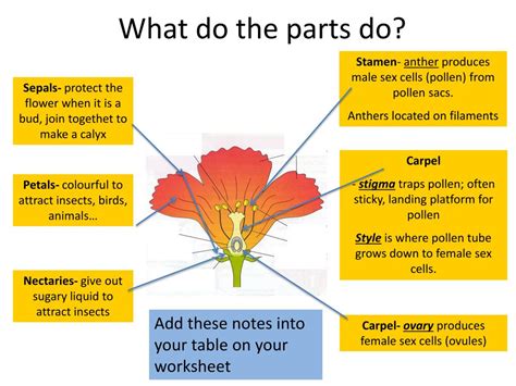 Ppt Flowering Plant Sex Powerpoint Presentation Free Download Id