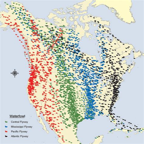 Map Of Bird Flyways In North America