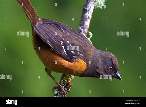 Rufous Sided Towhee Hi Res Stock Photography And Images Alamy