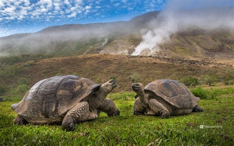 Volc N Alcedo Giant Tortoises Isabela Island Gal Pagos Ecuador