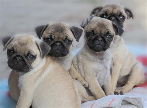 Cute Pug Puppies Oh How Much I Want One Pug Puppies Cute Pug