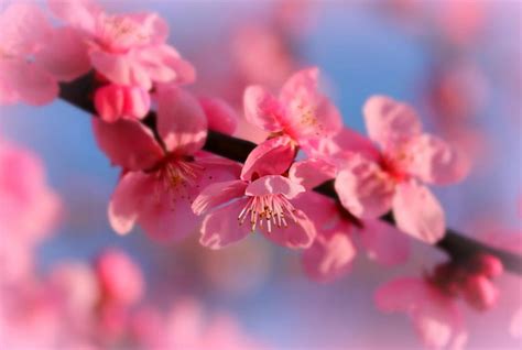 Spring Lovely Bonito Cute Green Flower Flowers Nature Pink Hd