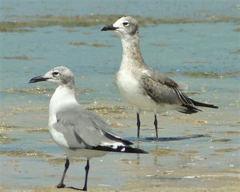 Guanaguanare Laughing Gull Leucophaeus Atricilla Atrici Flickr