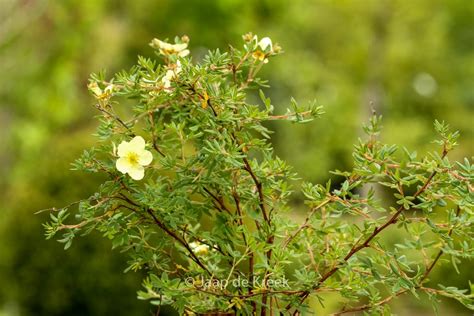 Potentilla Fruticosa Elfenbein Esveld Webshop