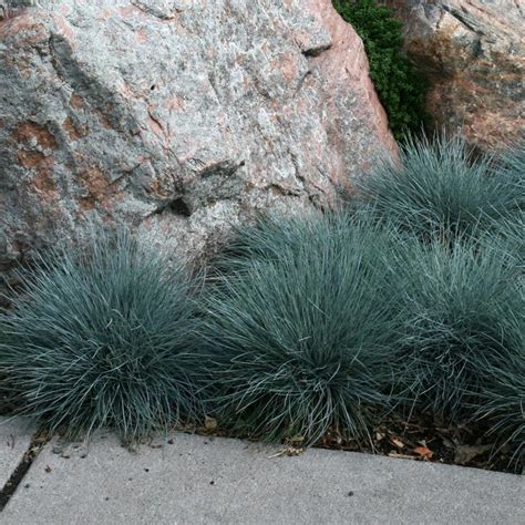 Boulder Blue Fescue Grass Sooner Plant Farm