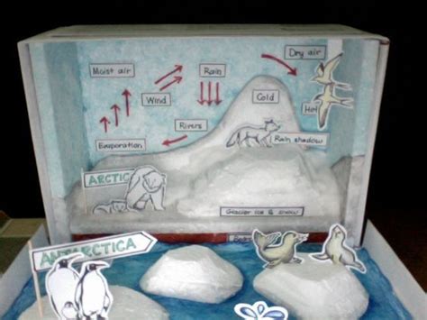 Arctic Ecosystem Diorama | Reflection: | tundra | Ecosystems projects ...