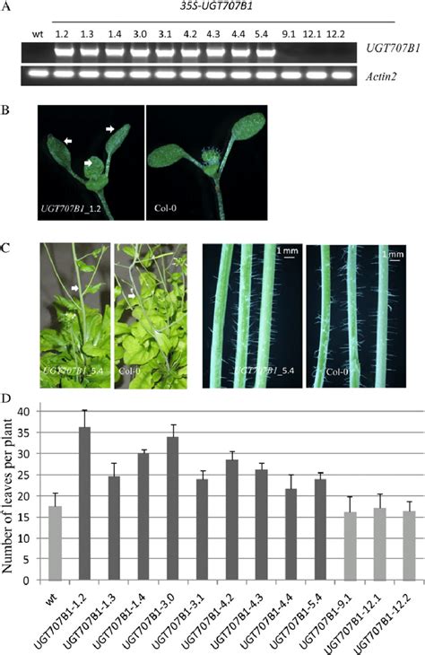 Phenotypes Of Arabidopsis Transgenic Lines Expressing Ugt707b1 A