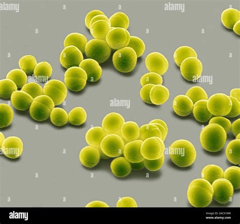 Staphylococcus Epidermidis Bakterien Farbige Scanning Electron Micrograph Sem Diese Gram