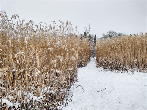 Міскантус гігантський, Miscanthus giganteus ХМЕЛЕВА – розсадник ...