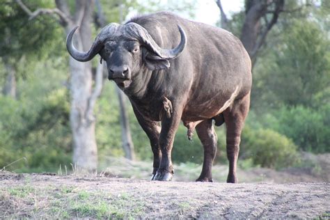 Южная Африка Природа Дикой Природы - Бесплатное фото на Pixabay