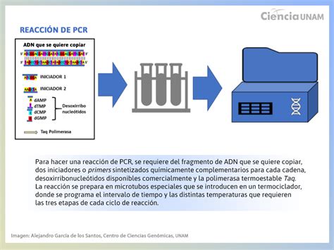 Coronavirus La Prueba De PCR Un Beneficio Social Surgido De La