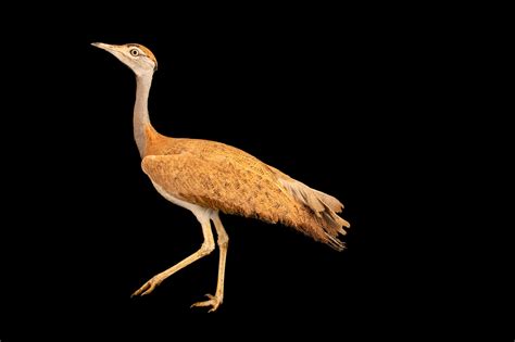 Bir076 00251 Joel Sartore