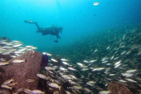 Fujairah Dive Sites A Guide To The Best Scuba Diving In Fujairah