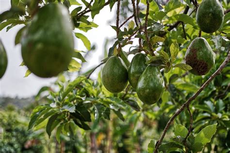 Exportación De Aguacate En México Panorama Actual