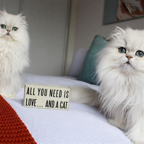 Truth Milk And Oreo From Milkandoreo Persiancat F2 Savannah Cat