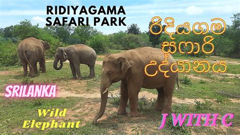 Safari Park Hambanthota Ridiyagama Srilanka Wild Elephant Youtube