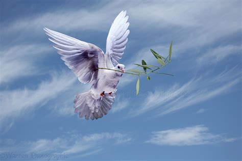 Peace Dove With Olive Branch Photo Wp21520