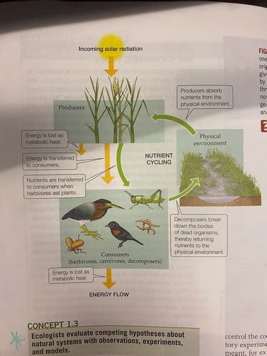 Ecology Unit One Exam Flashcards Quizlet