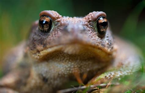 Sapo Comum Bufo Spinosus Portugal Selvagem