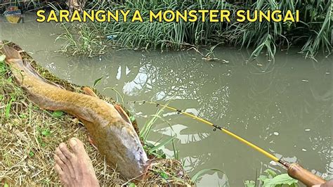 WADERAN DAN MANCING IKAN PREDATOR PENUNGGU SUNGAI Micro Fishing YouTube