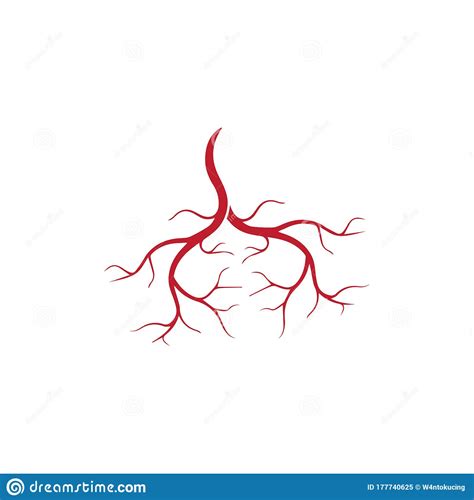 Human Veins Red Blood Vessels Design And Arteries Vector Illustration