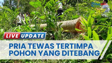 Niat Tebang Pohon Sengon Nyawa Warga Wonogiri Melayang Gegara Tertimpa