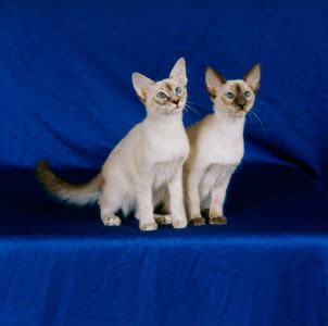 Кошачья энциклопедия на Клео - Балинезийская кошка