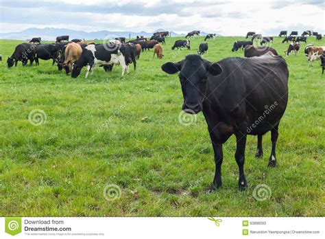 Cows Grazing On A Green Meadow Stock Image Image Of Grazing Cattle