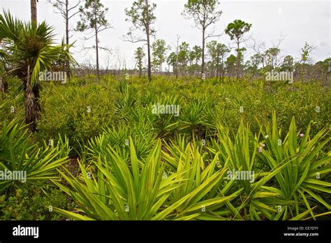 Florida Scrub Habitat Hi Res Stock Photography And Images Alamy
