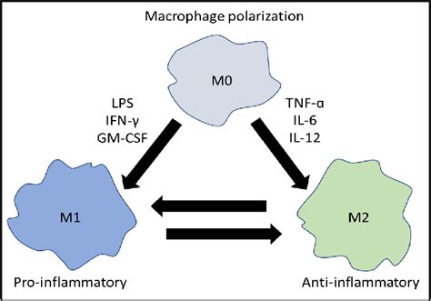 Figure 1 from Role of macrophage polarization in cancer progression and ... 