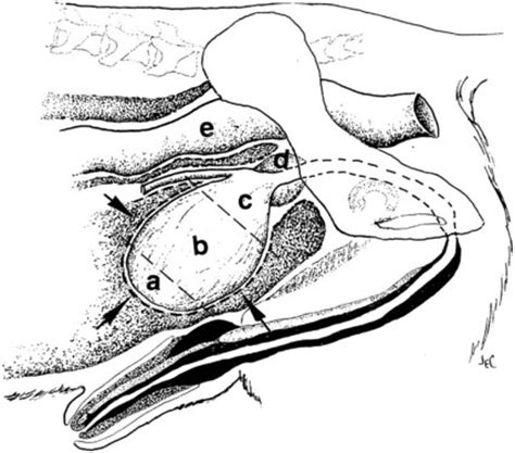 urinary bladder veterian key