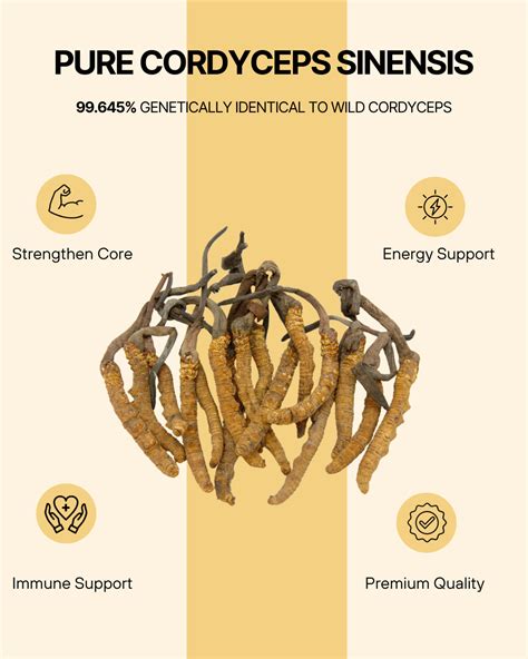 Cordyceps Sinensis Mycelium Nanofusionlab