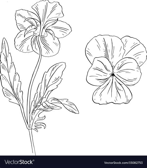 Pansy Flower Ink Sketch On White Background Vector Image