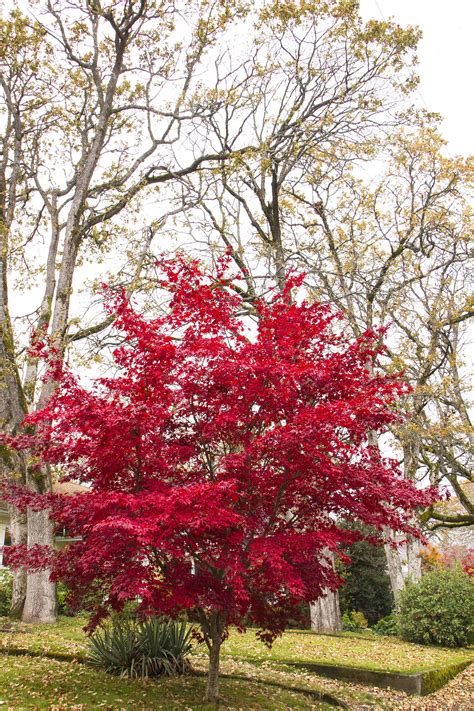 Acer Palmatum Bloodgood Bonsai