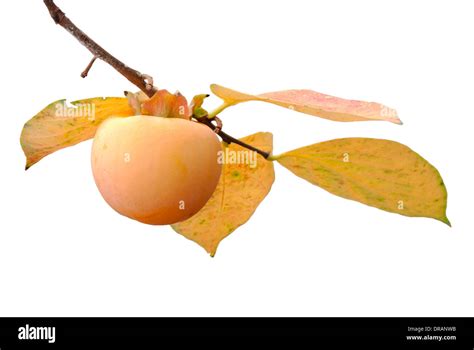 Japanese Persimmon Cut Out Stock Images Pictures Alamy