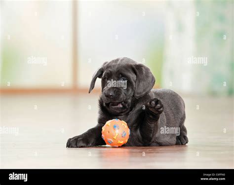 Labrador Retriever dog - puppy - playing Stock Photo - Alamy