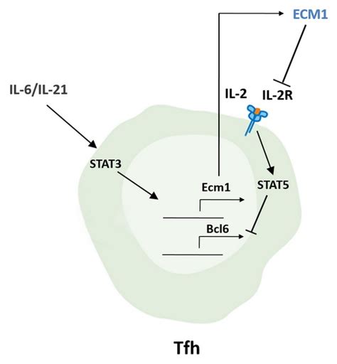 研究发现滤泡辅助性t细胞分化调控新机制 “中科院之声”电子杂志