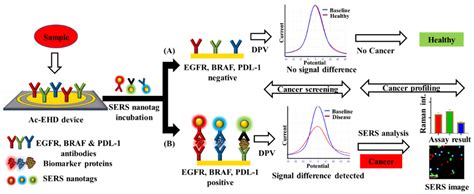 Chemosensors Free Full Text An Electrochemical And Raman Scattering